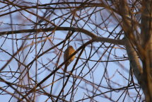 moineau